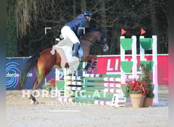 Other Warmbloods, Mare, 5 years, 15.1 hh, Brown-Light