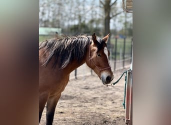 Other Warmbloods, Mare, 5 years, 15.2 hh, Brown