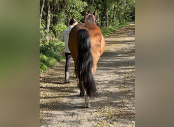 Other Warmbloods, Mare, 5 years, 15.2 hh, Brown
