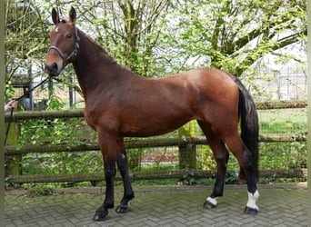 Other Warmbloods, Mare, 5 years, 15.2 hh
