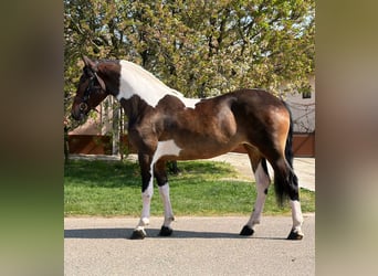 Other Warmbloods, Mare, 5 years, 15.2 hh, Pinto
