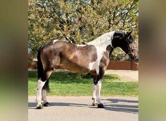 Other Warmbloods, Mare, 5 years, 15.2 hh, Pinto