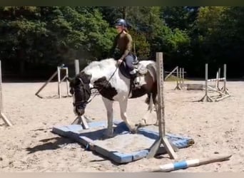 Other Warmbloods, Mare, 5 years, 15.2 hh, Pinto