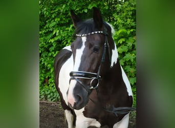 Other Warmbloods, Mare, 5 years, 15.2 hh, Pinto