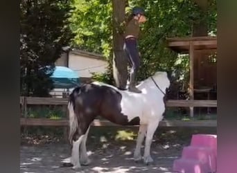 Other Warmbloods, Mare, 5 years, 15.2 hh, Pinto