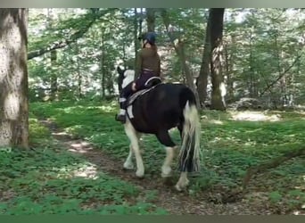 Other Warmbloods, Mare, 5 years, 15.2 hh, Pinto
