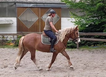 Other Warmbloods Mix, Mare, 5 years, 15.3 hh, Chestnut-Red