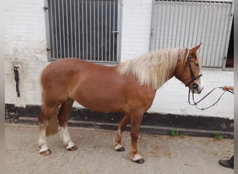 Other Warmbloods Mix, Mare, 5 years, 15.3 hh, Chestnut-Red