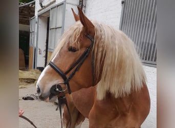 Other Warmbloods Mix, Mare, 5 years, 15.3 hh, Chestnut-Red