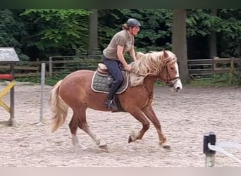 Other Warmbloods Mix, Mare, 5 years, 15.3 hh, Chestnut-Red