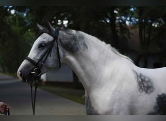 Other Warmbloods, Mare, 5 years, 15.3 hh, Pinto Other Warmbloods, Mare, 5 years, 15.3 hh, Pinto
