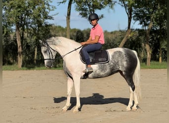 Other Warmbloods, Mare, 5 years, 15.3 hh, Pinto Other Warmbloods, Mare, 5 years, 15.3 hh, Pinto