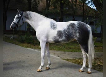 Other Warmbloods, Mare, 5 years, 15.3 hh, Pinto Other Warmbloods, Mare, 5 years, 15.3 hh, Pinto
