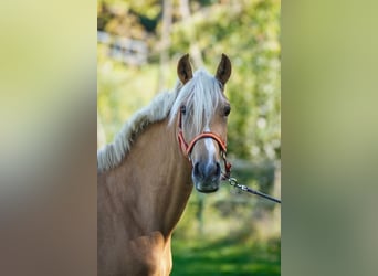 Other Warmbloods, Mare, 5 years, 15 hh, Palomino