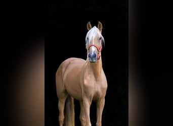 Other Warmbloods, Mare, 5 years, 15 hh, Palomino