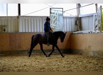 Other Warmbloods, Mare, 5 years, 15,1 hh, Bay-Dark