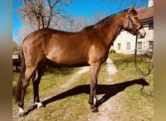 Other Warmbloods, Mare, 5 years, 15,1 hh, Brown-Light