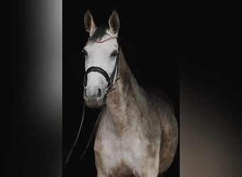 Other Warmbloods, Mare, 5 years, 15,2 hh, Gray-Dapple