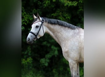 Other Warmbloods, Mare, 5 years, 15,2 hh, Gray-Dapple