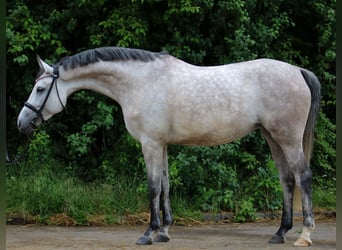 Other Warmbloods, Mare, 5 years, 15,2 hh, Gray-Dapple