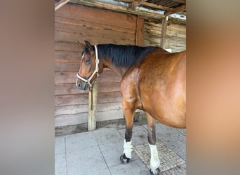 Other Warmbloods Mix, Mare, 5 years, 16.1 hh, Brown