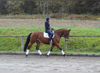 Other Warmbloods, Mare, 5 years, 16.1 hh, Brown