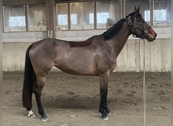 Other Warmbloods, Mare, 5 years, 16.1 hh, Brown