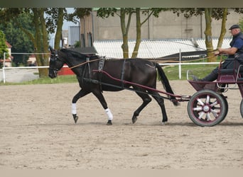 Other Warmbloods, Mare, 5 years, 16.1 hh, Smoky-Black