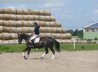 Other Warmbloods, Mare, 5 years, 16.1 hh, Smoky-Black
