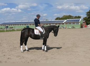 Other Warmbloods, Mare, 5 years, 16.1 hh, Smoky-Black