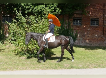 Other Warmbloods, Mare, 5 years, 16.1 hh, Smoky-Black
