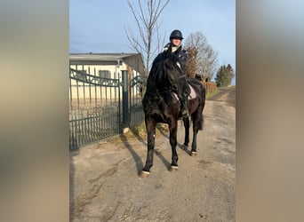 Other Warmbloods, Mare, 5 years, 16 hh, Black