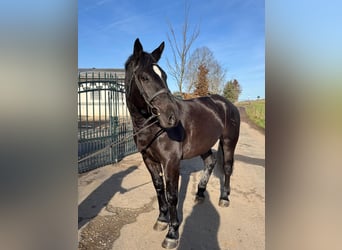 Other Warmbloods, Mare, 5 years, 16 hh, Black
