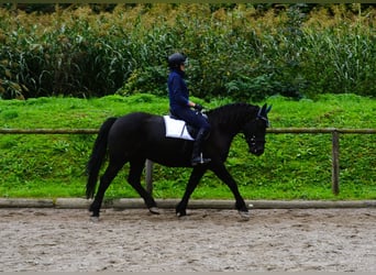 Other Warmbloods, Mare, 5 years, 16 hh, Black