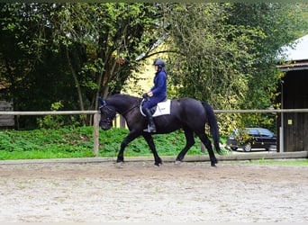 Other Warmbloods, Mare, 5 years, 16 hh, Black