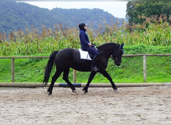 Other Warmbloods, Mare, 5 years, 16 hh, Black