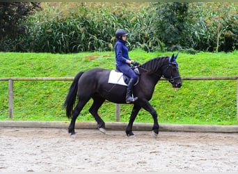 Other Warmbloods, Mare, 5 years, 16 hh, Black