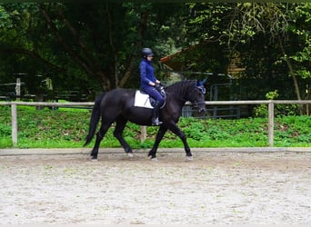 Other Warmbloods, Mare, 5 years, 16 hh, Black