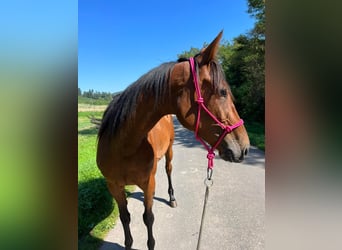 Other Warmbloods, Mare, 5 years, 16 hh, Brown