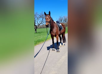 Other Warmbloods, Mare, 5 years, 16 hh, Brown