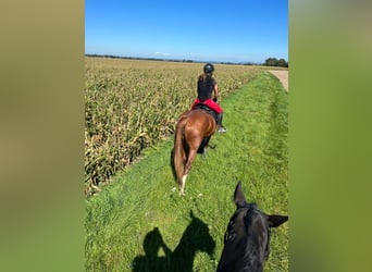 Other Warmbloods, Mare, 5 years, 16 hh, Chestnut-Red