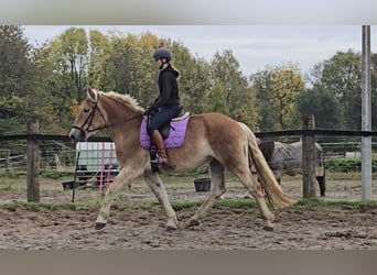 Other Warmbloods Mix, Mare, 5 years, 16 hh, Chestnut-Red