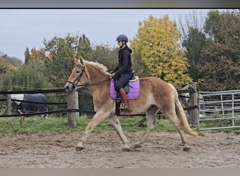 Other Warmbloods Mix, Mare, 5 years, 16 hh, Chestnut-Red