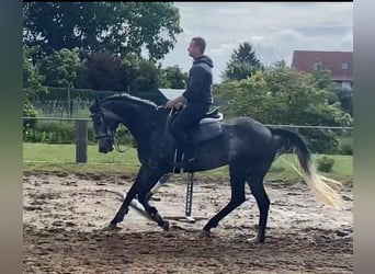 Other Warmbloods, Mare, 5 years, 16 hh, Gray-Dark-Tan