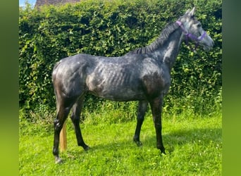 Other Warmbloods, Mare, 5 years, 16 hh, Gray-Dark-Tan