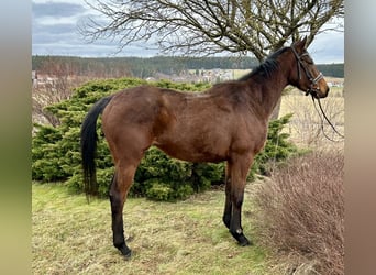 Other Warmbloods, Mare, 5 years, 16 hh