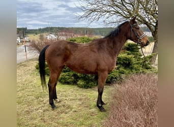 Other Warmbloods, Mare, 5 years, 16 hh