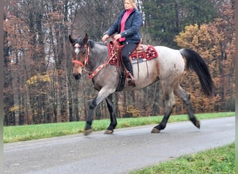 Other Warmbloods, Mare, 5 years, 16 hh, Roan-Red