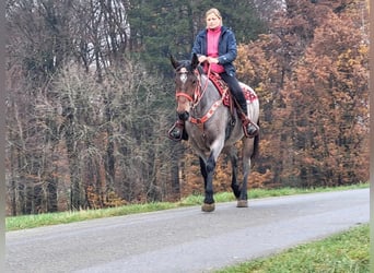 Other Warmbloods, Mare, 5 years, 16 hh, Roan-Red