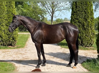 Other Warmbloods, Mare, 5 years, 16 hh, Smoky-Black